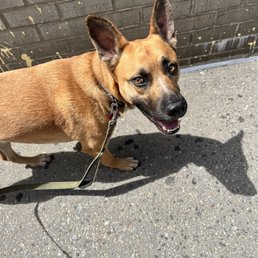 Stark, doing incredibly well walking on his leash! Stark, doing incredibly well walking on his leash!