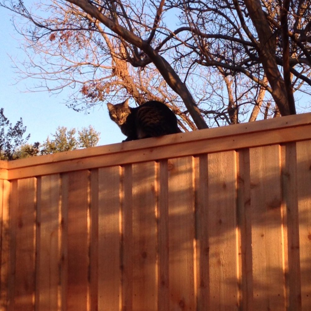 Blackwell - a cat sitting on top of a wooden fence - General Contractors Near Me - Wylie, Texas Blackwell - a cat sitting on top of a wooden fence - General Contractors Near Me - Wylie, Texas