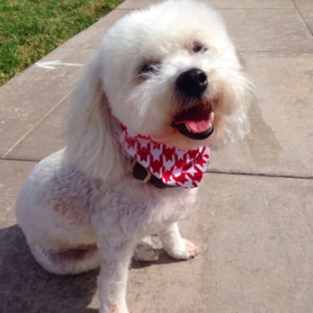 Sandy's Grooming - Spencer is a happy guy! Thanks Sandy's Grooming! - Pet Groomers Near Me - Orange, California Sandy's Grooming - Spencer is a happy guy! Thanks Sandy's Grooming! - Pet Groomers Near Me - Orange, California
