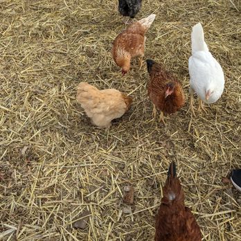The Nest Box - a group of chickens eating hay - Farmers Market Near Me - San Martin, California The Nest Box - a group of chickens eating hay - Farmers Market Near Me - San Martin, California