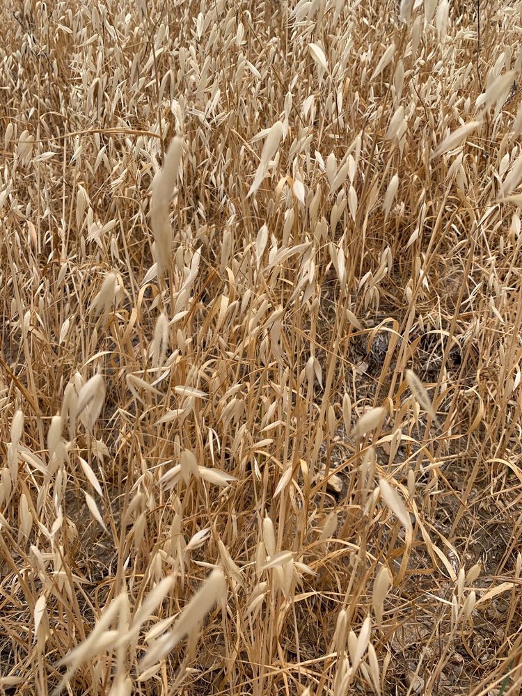 Limekiln State Park Logo