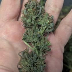 Bullhead Hydro - Feminized cannabis seeds and clones available