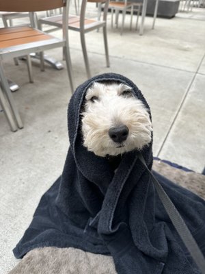 Talking Cedar by null