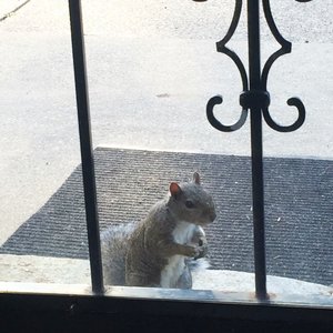 Squirrel Cage on Yelp