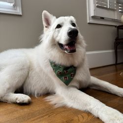 Woof Gang Bakery & Grooming Chapin