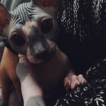 Hollywood Sphynx - Pet Services Near Me Hollywood Sphynx - Pet Services Near Me