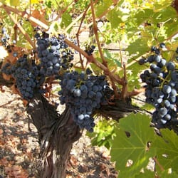 Hood River Wine Tours - Prosser wineries wine tours