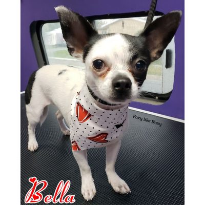 foxy roxy dog groomer