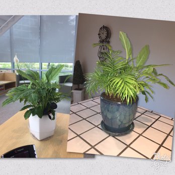 SummerWinds Nursery - Campbell - Pedro's before (white pot) and after (blue pot). - Nurseries & Gardening Near Me - Campbell, California SummerWinds Nursery - Campbell - Pedro's before (white pot) and after (blue pot). - Nurseries & Gardening Near Me - Campbell, California