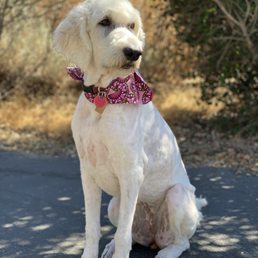 Luna after a visit with Christina - she smells even better than she looks! Luna after a visit with Christina - she smells even better than she looks!