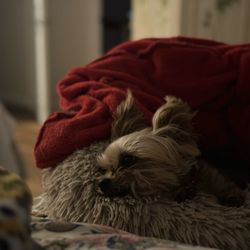Tiny Yorkie Kisses