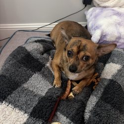 Loris Animal Hospital - My other pup that's healthy because of Loris Animal Hospital