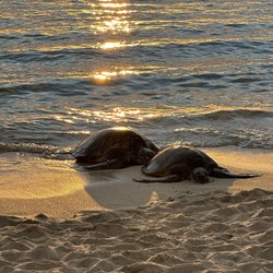 Brennecke's Beach - Best combo: Sunset & Turtles (from a safe distance)