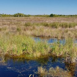 Big Cypress Bend Boardwalk