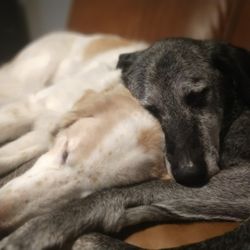 Veterinarians In Madison Yelp