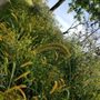 Sunset Bridge Meadow