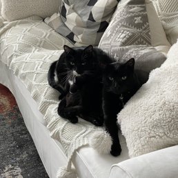 My cats love it too! My cats love it too!