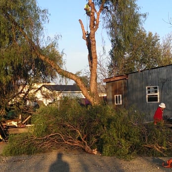 P & J Tree Services - Crew at work cutting 30 foot pepper tree - Tree Services Near Me - Fairfield, California