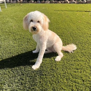 Walks Washes and Wags - After - Pet Groomers Near Me - San Diego, California Walks Washes and Wags - After - Pet Groomers Near Me - San Diego, California