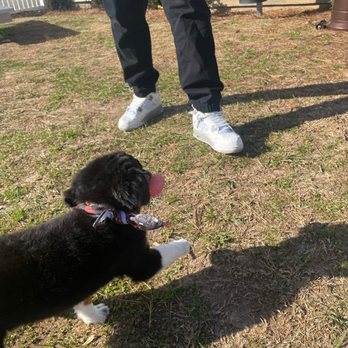Happytail Puppies - Pet Adoption Near Me - Oak Ridge,, North Carolina Happytail Puppies - Pet Adoption Near Me - Oak Ridge,, North Carolina