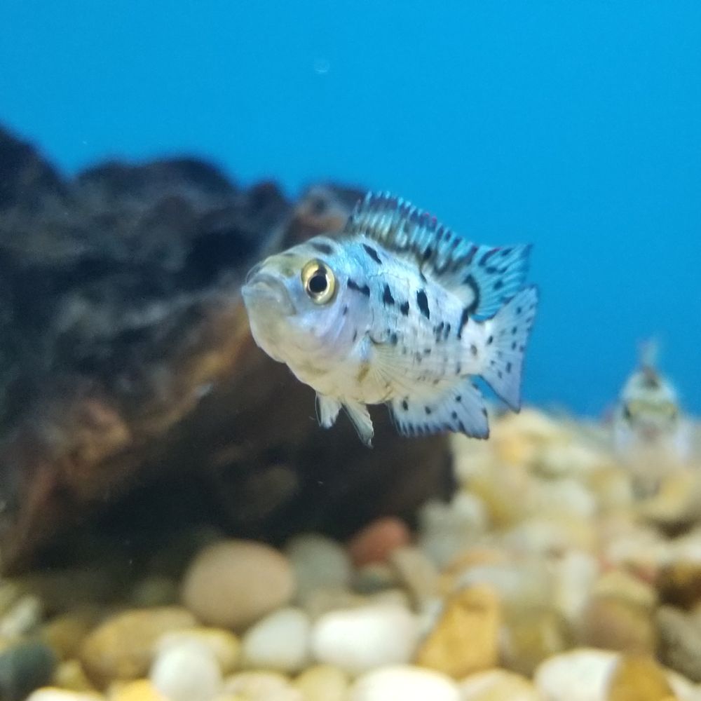 PET SUPREME Updated October 2024 166 Photos & 222 Reviews 12823