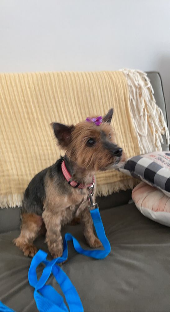 SMITH’S PRESTIGE PUPS GROOMING Updated August 2024 13 Photos 15