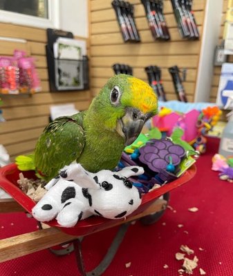 Bird Paradise by null