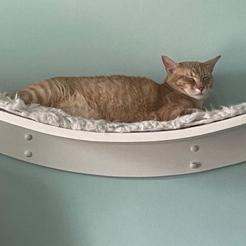 Good Luck Cat Cafe - Pet Services Near Me - Fort Lauderdale, Florida