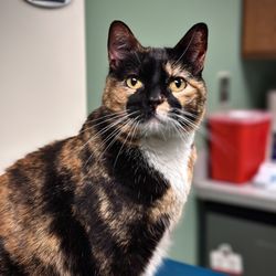 Scholfield Veterinary Hospital - Puzzles!