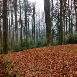 Rezerwat Przyrody Śnieżnica - Rezerwat jesienią