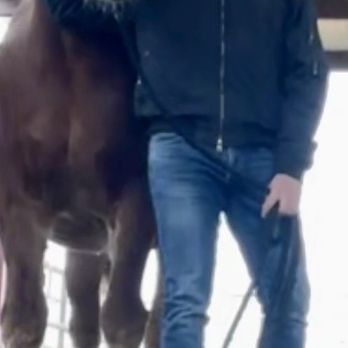 Willow Wells Equine Ranch - Made a new friend with this Gorgeous Belgian Draft! - Horse Boarding Near Me - Carlsbad, New Mexico
