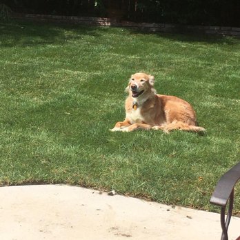 Clark's Custom Lawn - Savannah, enjoying the sun - Landscaping Near Me