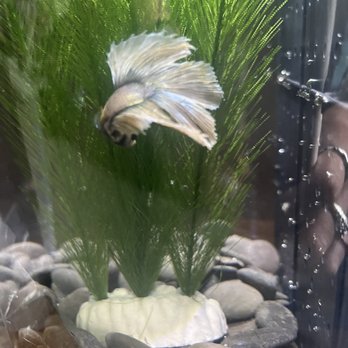 Pet Supermarket - Please let me show Apollo.. and my others. quite possibly the most beautiful bettas I've ever seen! - Pet Stores Near Me - Saint Cloud, Florida Pet Supermarket - Please let me show Apollo.. and my others. quite possibly the most beautiful bettas I've ever seen! - Pet Stores Near Me - Saint Cloud, Florida