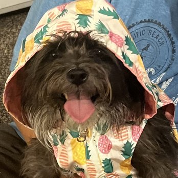 West Phoenix Veterinary Hospital - Pepper girl - Veterinarians Near Me - Phoenix, Arizona West Phoenix Veterinary Hospital - Pepper girl - Veterinarians Near Me - Phoenix, Arizona