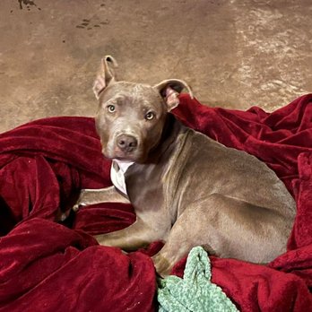 Animal Rescue Foundation - Shallow shadow shadow being found by someone - Animal Shelters Near Me - Tulsa, Oklahoma Animal Rescue Foundation - Shallow shadow shadow being found by someone - Animal Shelters Near Me - Tulsa, Oklahoma