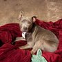 Photo of Animal Rescue Foundation