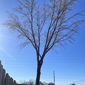 Barker's All Star Tree Care - Tree Services Near Me - Odessa, Missouri Barker's All Star Tree Care - Tree Services Near Me - Odessa, Missouri