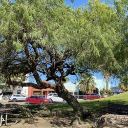 Port Isabel Lighthouse - Mesquite tree out front of light house.