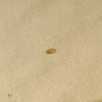 Surf Motel & Gardens - Someone's nail in an alternative room AFTER finding a bed bug in our first room. Both rooms dirty. - Hotels Near Me - Fort Bragg, California Surf Motel & Gardens - Someone's nail in an alternative room AFTER finding a bed bug in our first room. Both rooms dirty. - Hotels Near Me - Fort Bragg, California