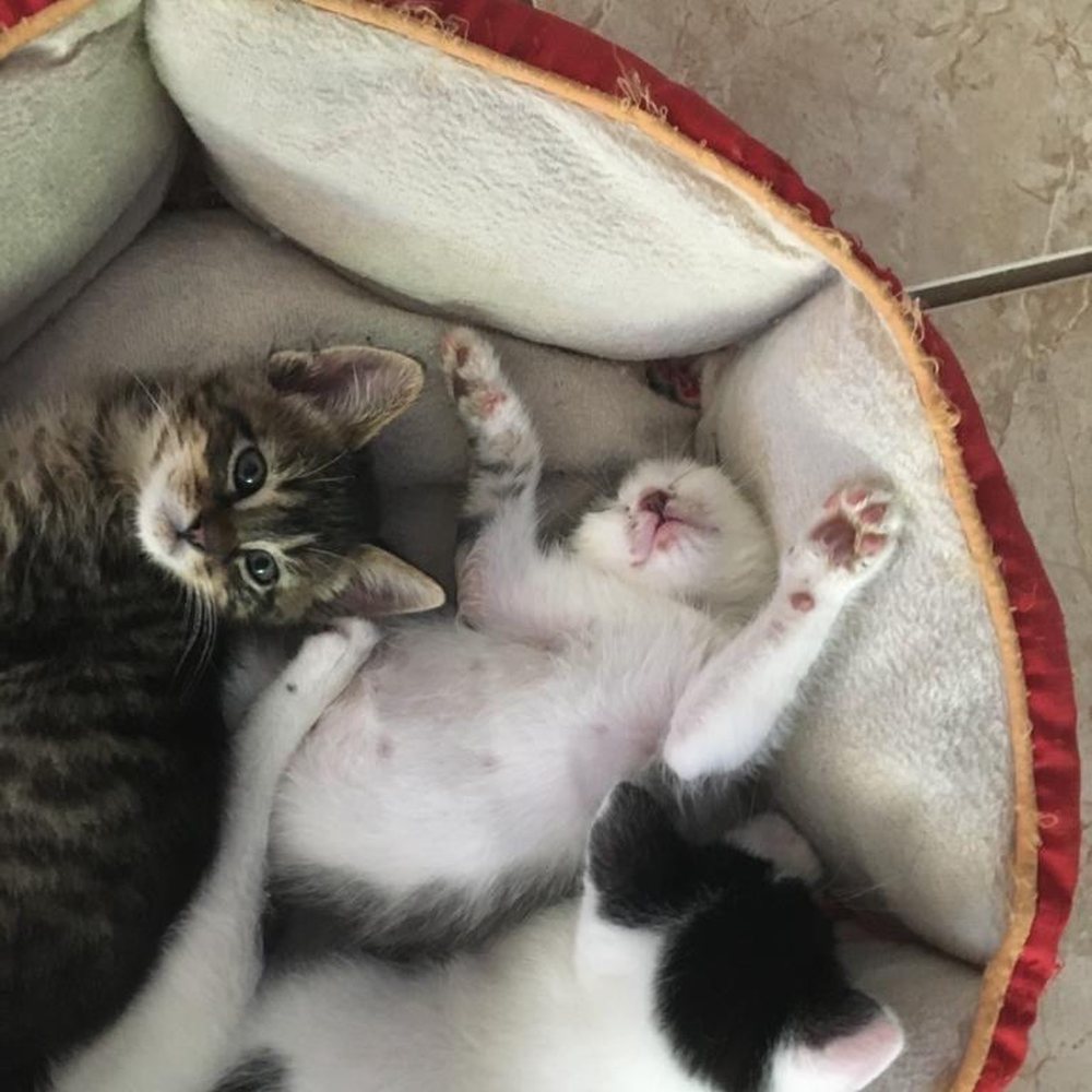 Hermitage Cat Shelter - kittens - Animal Shelters Near Me - Tucson, Arizona Hermitage Cat Shelter - kittens - Animal Shelters Near Me - Tucson, Arizona