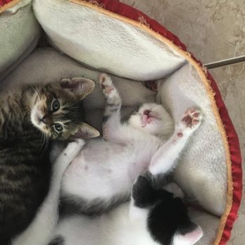 Hermitage Cat Shelter - kittens - Animal Shelters Near Me - Tucson, Arizona
