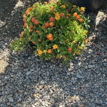 Sunset Nursery & Garden - Lantana - Nurseries & Gardening Near Me - Lake Elsinore, California Sunset Nursery & Garden - Lantana - Nurseries & Gardening Near Me - Lake Elsinore, California
