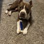 Photo of Aggieland Humane Society