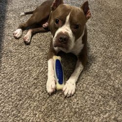 Aggieland Humane Society - Clifford the sweet pitty boy