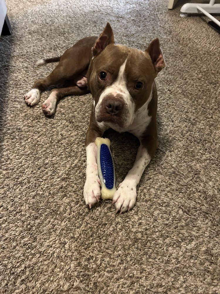 Aggieland Humane Society Image