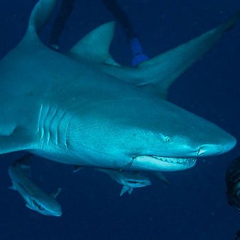 Salty Divers - Scuba Diving Near Me