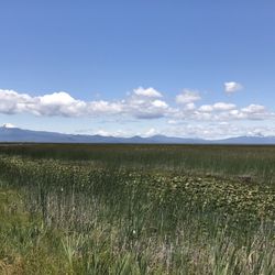 Klamath Marsh National Wildlife Refuge - Mts Scott and Thielsen in the distance