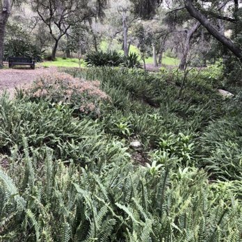Descanso Gardens - Greenery/trees all around. - Botanical Gardens Near Me - La Canada Flintridge, California Descanso Gardens - Greenery/trees all around. - Botanical Gardens Near Me - La Canada Flintridge, California