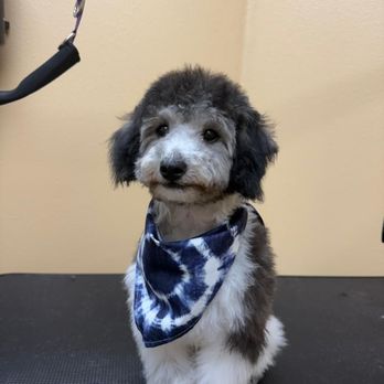 Tails Spa & Boutique - Pet Groomers Near Me - Clovis, California Tails Spa & Boutique - Pet Groomers Near Me - Clovis, California