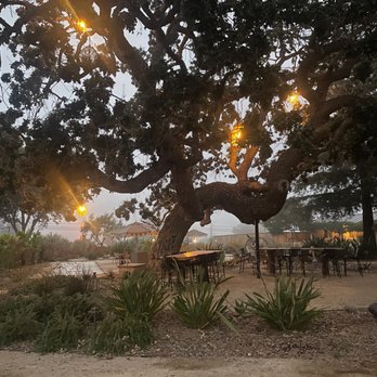 Hotel Ynez - Morning mist at the oak - Hotels Near Me - Solvang, California
